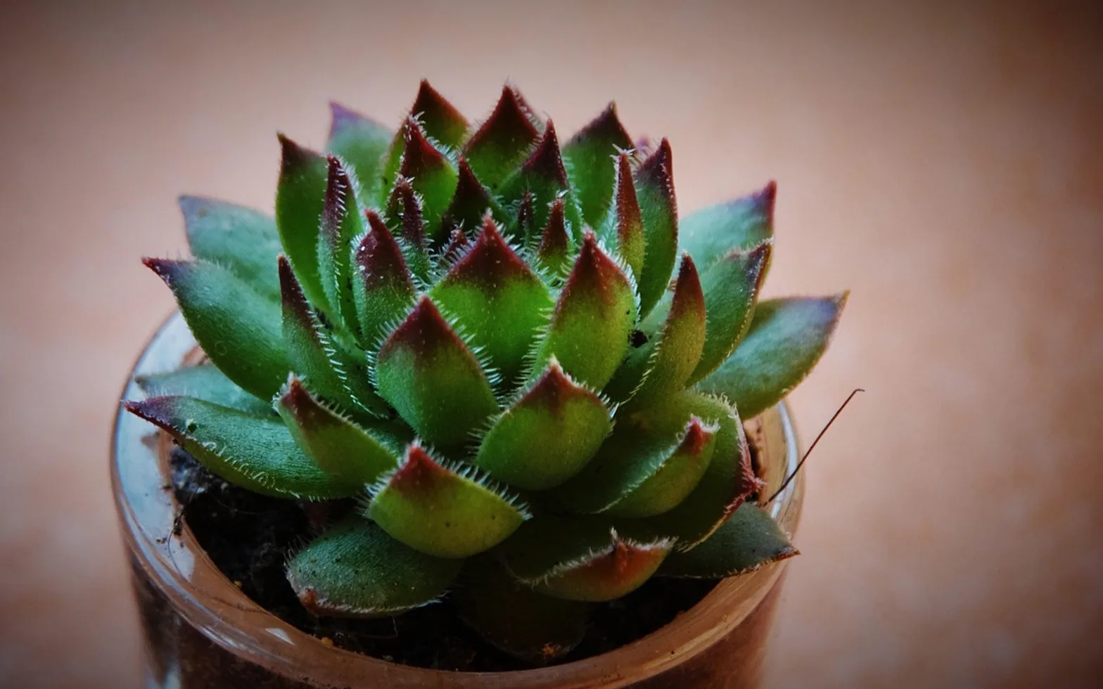 Succulents, nature and sempervivum