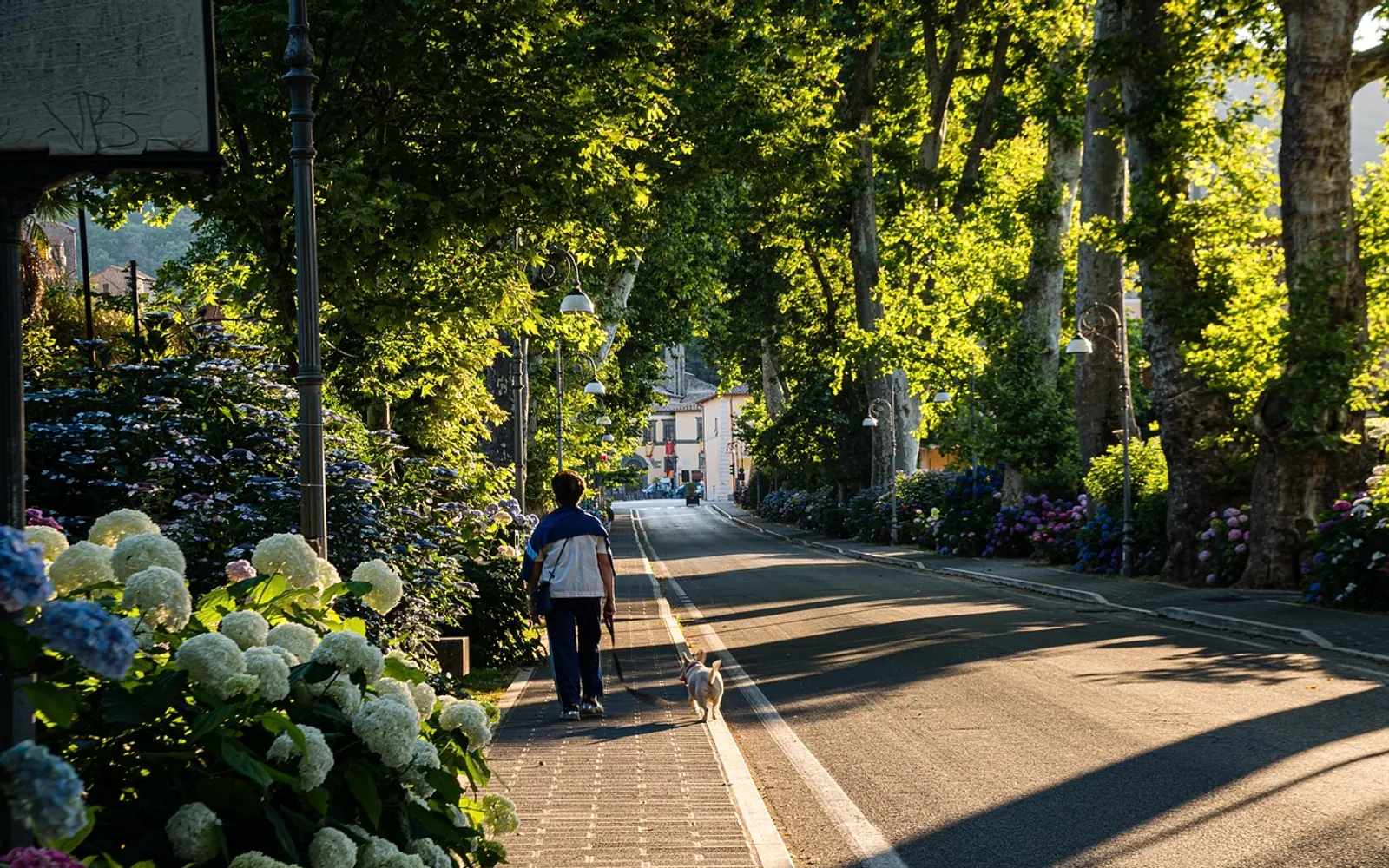 Street, walk and dog
