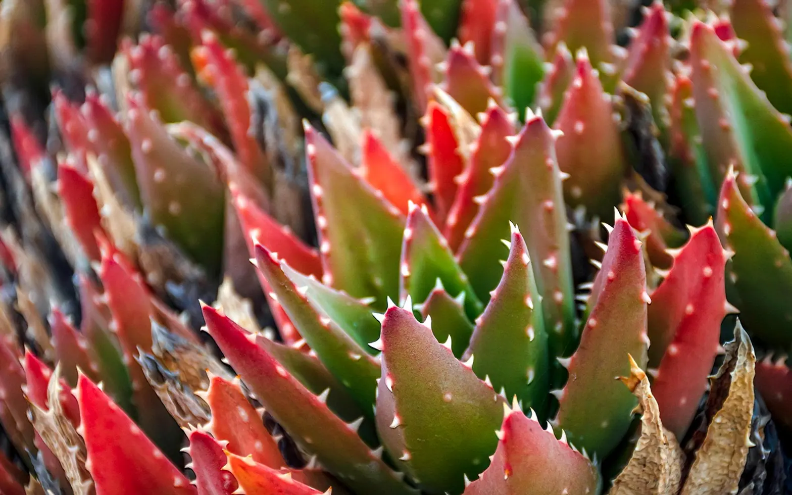 Cactus, succulent and desert