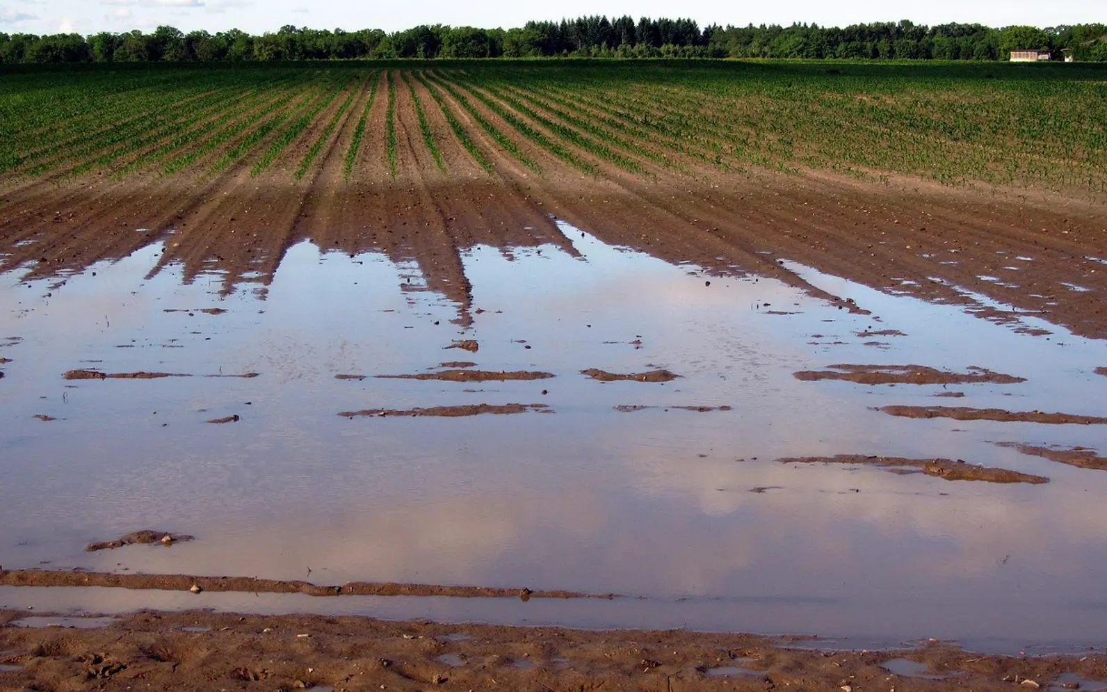 Fields, nature and field