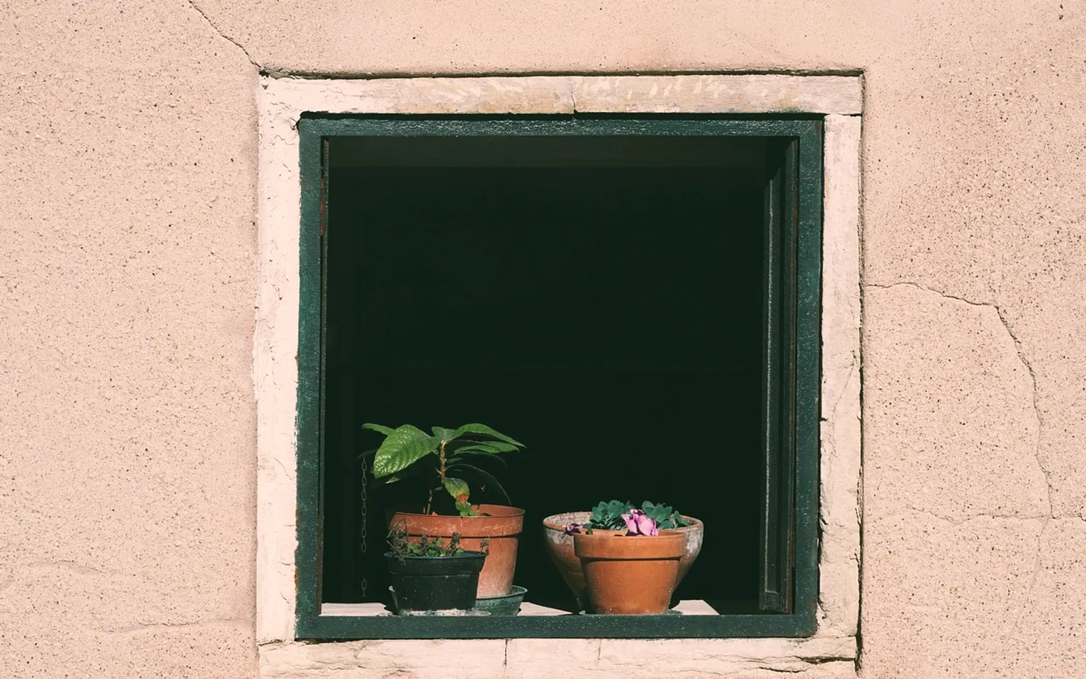 Window, flower pots and potted plants